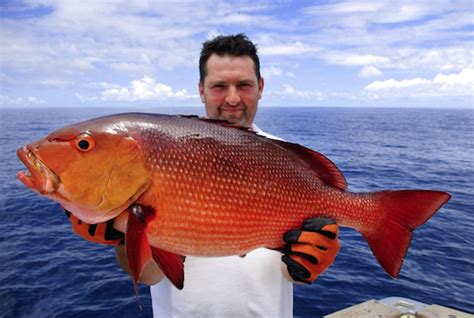 How To Catch Red Snapper Red Snapper Fishing Tips