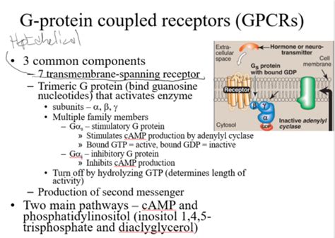 Signal Transduction Flashcards Quizlet