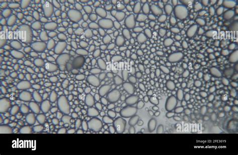 Highly Magnified Starch Granules From A Potato Close Up Potato Starch