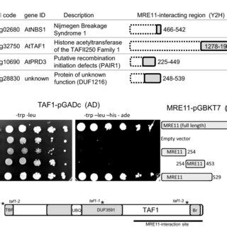 Yeast Two Hybrid Analysis Identifies The Interaction Between Mre And