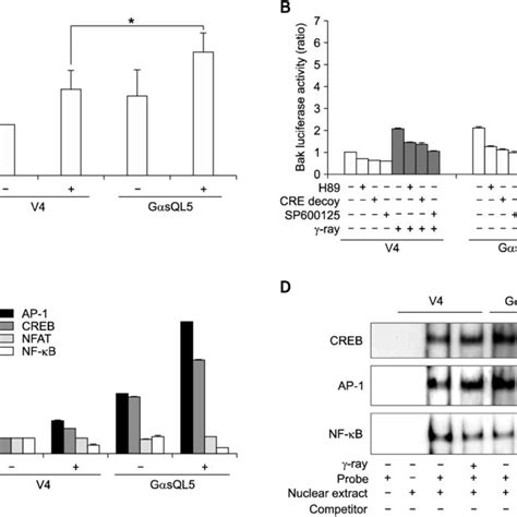 PGE2 Augmented Gamma Ray Induced Apoptosis Of H1299 Human Lung Cancer