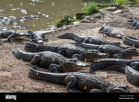 Everglades national park Stock Photo - Alamy