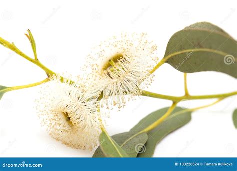 Flowers Of Eucalyptus Globulus Stock Photo Image Of Branch Insect