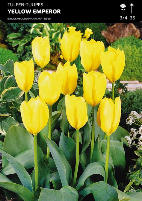 Tulipa Yellow Emperor