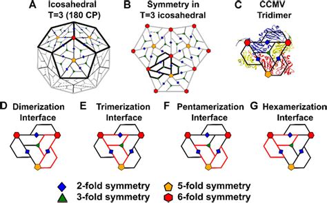 Frontiers The Diversity Of Protein Protein Interaction Interfaces