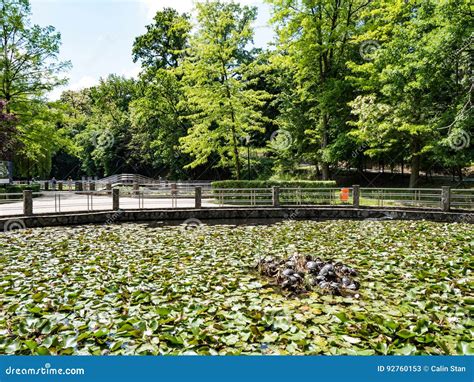 Waterlilies Lake, Felix Baths - Baile Felix, Bihor, Romania Stock Image ...