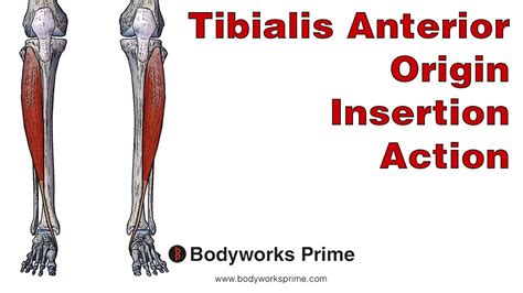 Tibialis Anterior Tendon Insertion