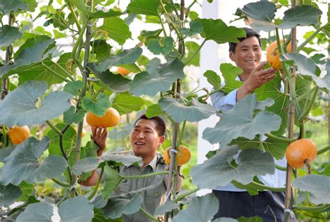 江苏金湖：“微菜园”让乡村公共空间治理尽显“生机”财经头条