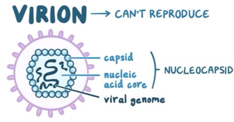 Viral Structure And Function Flashcards Quizlet