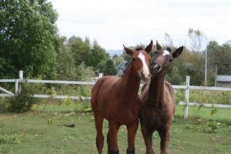 Magnifiques poulains à vendre Cheval à vendre Québec Petites