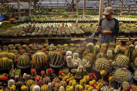 Kaktus Bukan Tanaman Hias Biasa Ini Khasiatnya Jika Dimakan Genpi Co