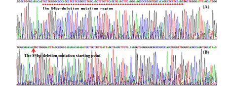 The Sequencing And Sequence Comparison Results Of Bovine ADD1 SREBP1c