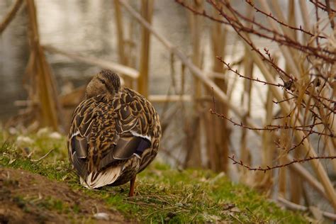 Duck Nature Pond Water Free Photo On Pixabay Pixabay