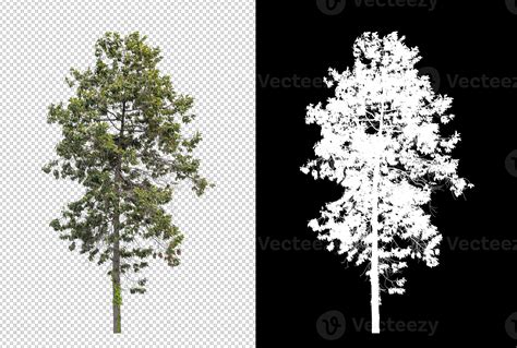 árbol Sobre Fondo De Imagen Transparente Con Ruta De Recorte árbol