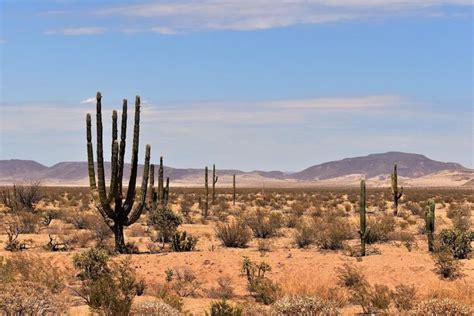 NaturalezaCorp On Instagram Matorral En El Desierto Central De Baja