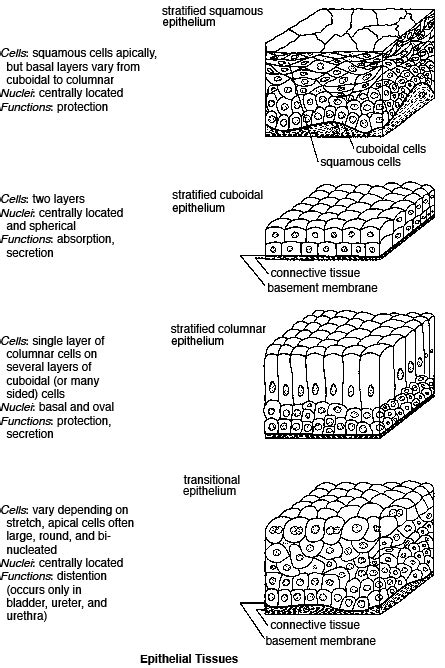 34 Epithelial Tissue Worksheet Answers Support Worksheet