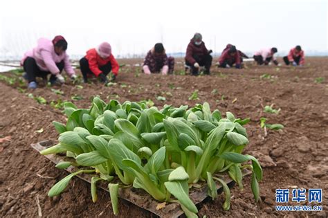 【春耕备耕】河南沁阳：白菜种株移栽忙 新华网河南频道