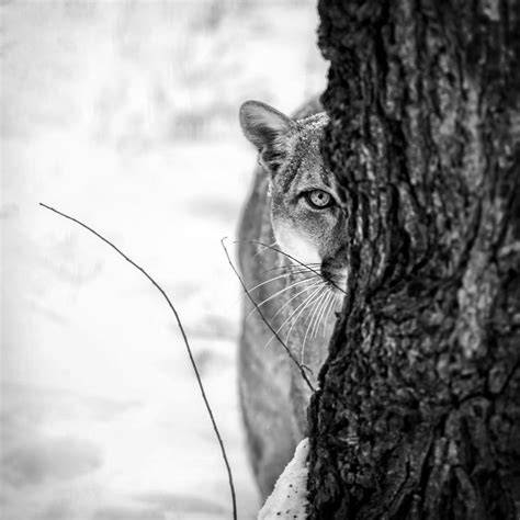 A Black And White Photo Of A Cat Peeking Out From Behind A Tree In The Snow