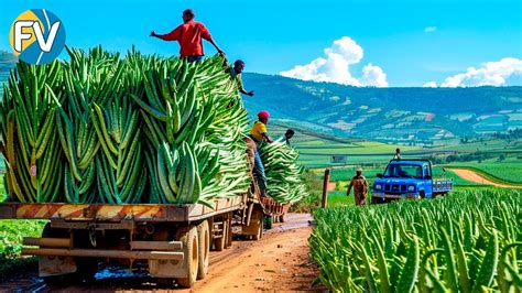 Cómo se cosechan 1 5 millones de hojas de aloe vera a la semana