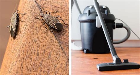 How To Get Rid Of Boxelder Bugs Inside And Outside Treatment