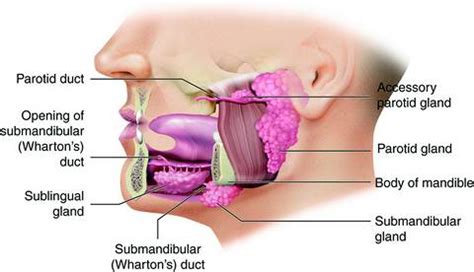 How Salivary Glands Work - Harley Street Maxillofacial Clinic