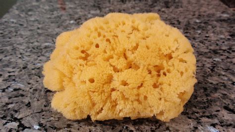 Sponge History And Some Interesting Facts