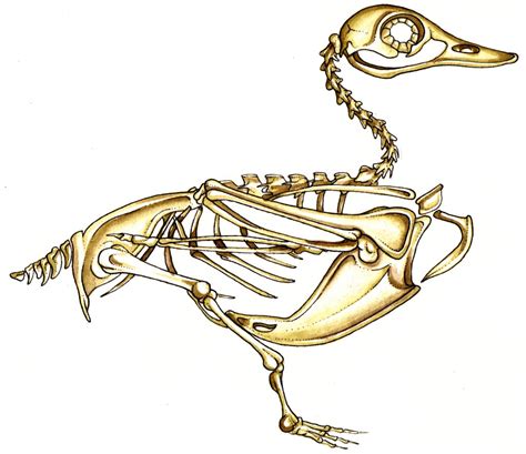 Diagram Of A Duck Skeleton Lizzie Harper