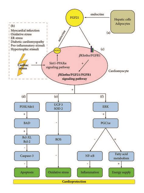 Schematic Representation Of Fgfr Fgf Klotho Complex Actions In The