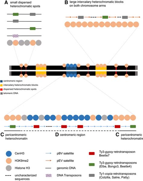 Simplified Model Of Histone Modifications Substitutions In Relationship