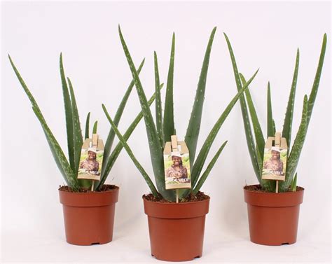 Aloe Vera Wys Cm Kupuj W Obi