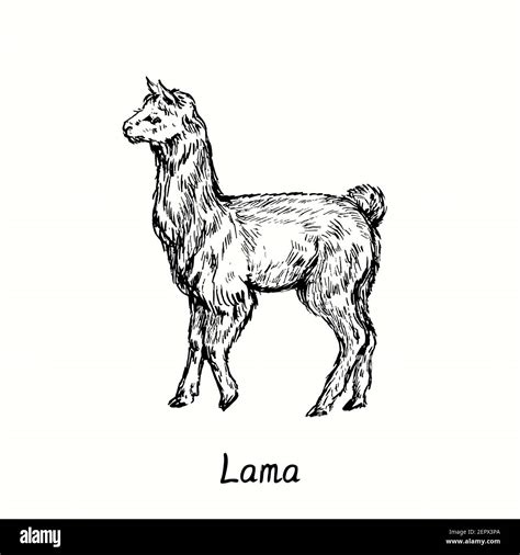 Lama De Pie Vista Lateral Dibujo De Fideos En Blanco Y Negro En Madera