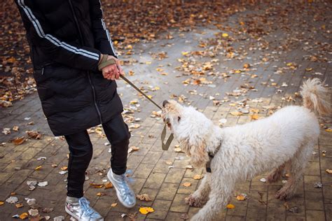 【ドッグトレーナー監修】犬がリードを嫌がる原因と対策方法を解説 Ezydog