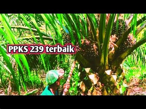 Panen Kelapa Sawit PPKS 239 Buahnya Jossssss Mz Bro YouTube