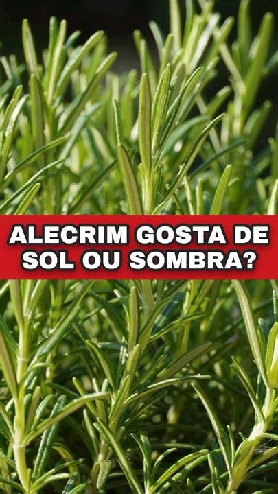 Alecrim Precisa De Sol - QUANTAS HORAS DE SOL O ALECRIM PRECISA POR DIA ? #horta #plantas # ...