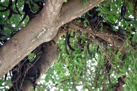 AVA ASAJA Ha Detectat Robatoris Escandalosos De Garrofa En Comarques