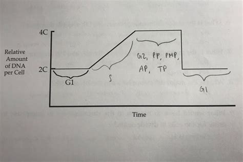 Biol 111 Lab Practical 1 Flashcards Quizlet