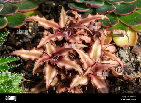 Sydney Australia Clump Of Cryptanthus Bivittatus Or Earth Star