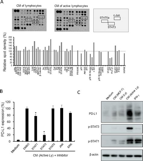 STAT1 And STAT3 Activation In Macrophages A A Phosphorylation Kinase