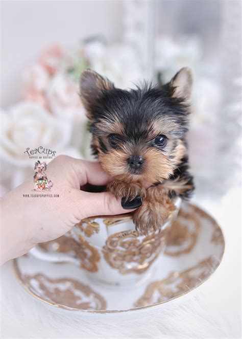 Teacup Pomeranian Breeder | Teacup Puppies & Boutique