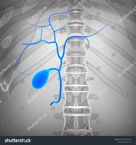 human digestive gallbladder anatomy medical illustrationd stock