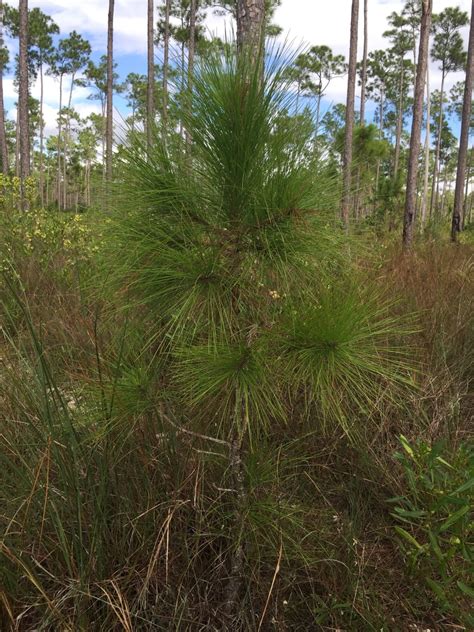 Slash Pine Spc Florida Plants Inaturalist