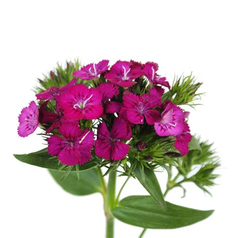 Dianthus, Green Trick – Flower Centre