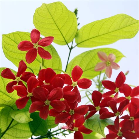 Buy Madhu Malti Fragrant Flower plant Online - Climbers