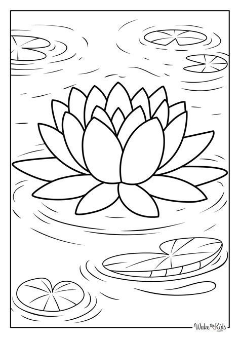 Lily Flower Drawing With Colouring Pages - Infoupdate.org