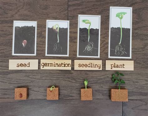 Plant Life Cycle Parts Of A Green Bean Plant Critical Thinking Skills