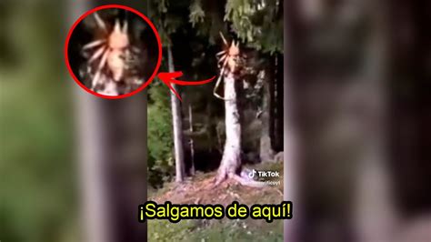 Alerta Encuentran Una Ara A Gigante En Una Selva De Nueva Zelanda Youtube