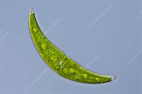 Closterium Sp Green Alga Lm Stock Image C0216065 Science Photo