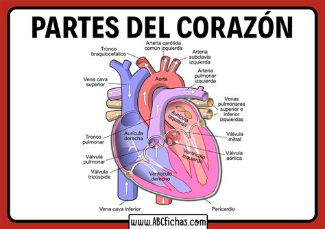 Partes del corazon humano - ABC Fichas