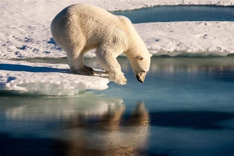 Que Cache L Ours Sur La Plage Photo Pix Ours Polaire Sur Une Plage