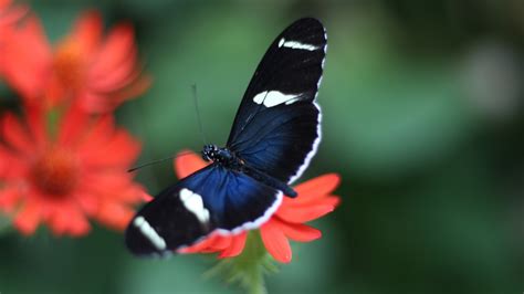 Borboleta Preta Significado Espiritual Librain